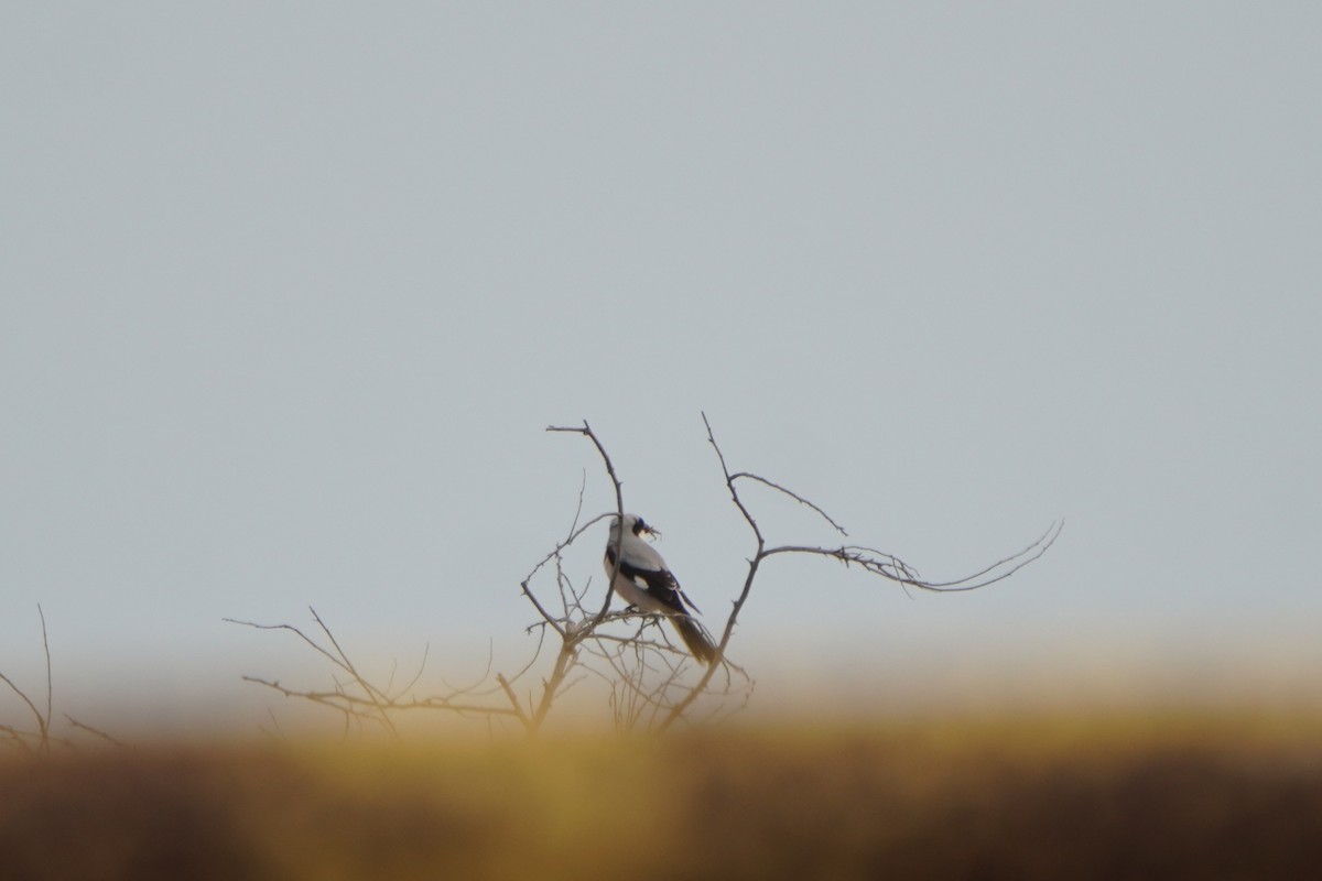 Lesser Gray Shrike - ML646798730