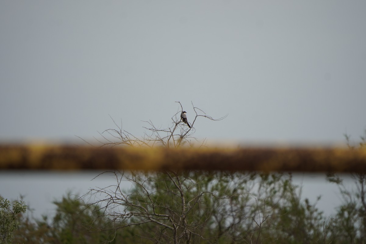 Lesser Gray Shrike - ML646798731