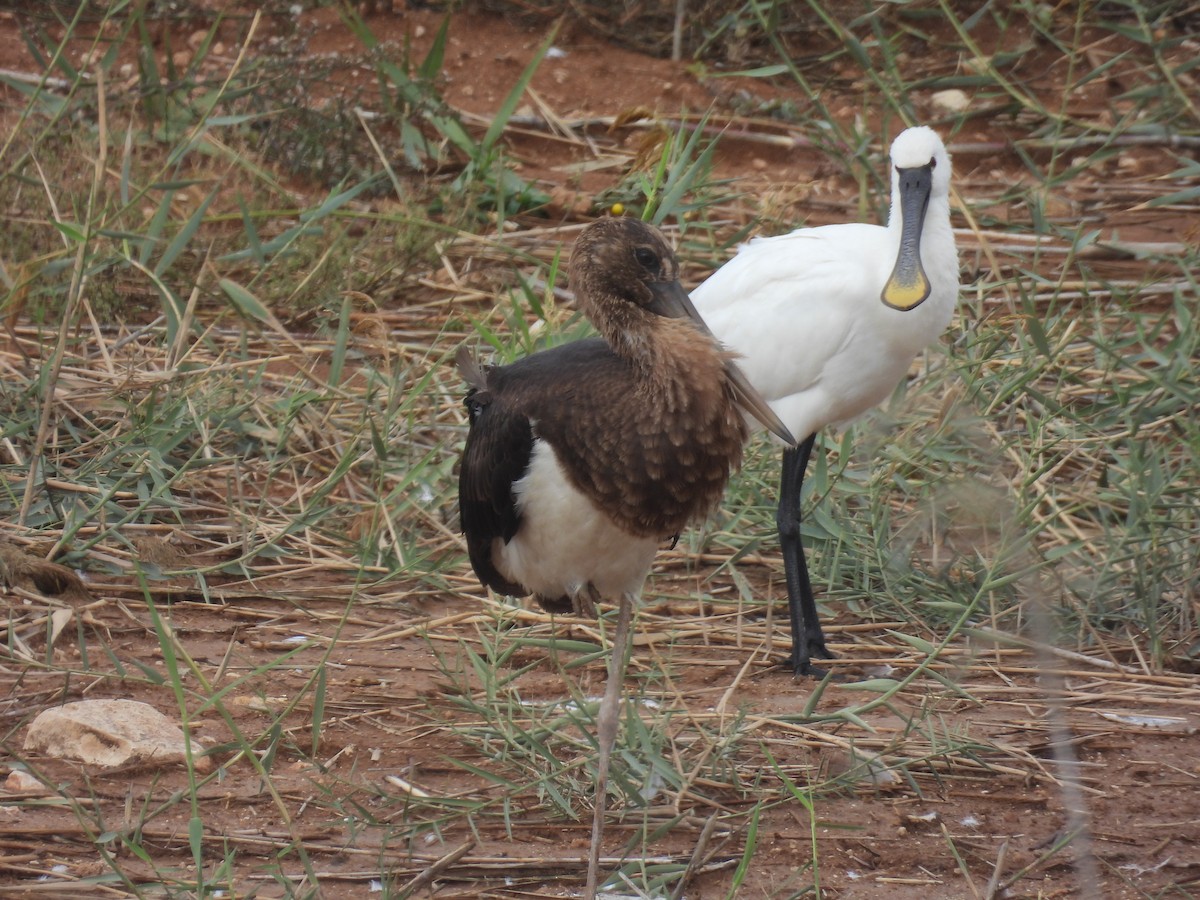 Mokozabal zuria - ML646798732