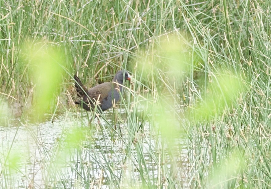 Plumbeous Rail - ML646798734