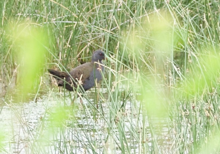 Plumbeous Rail - ML646798735