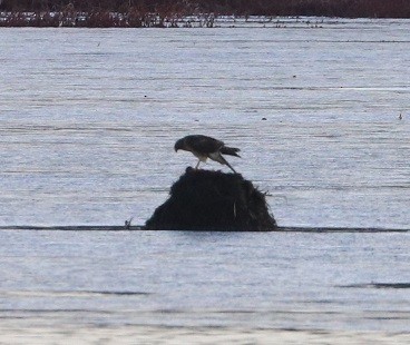 Aguilucho de Hudson - ML646798741