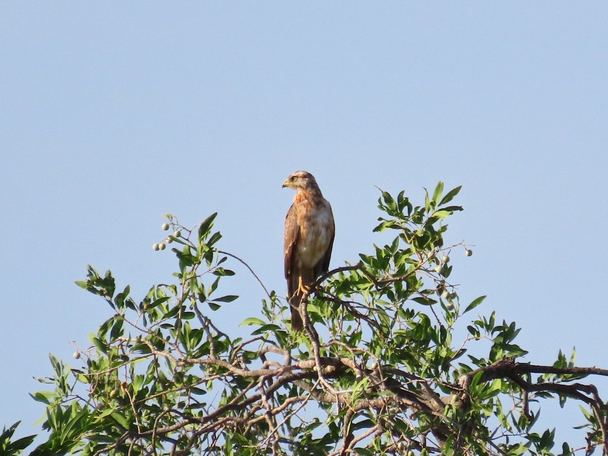 Grasshopper Buzzard - ML646798748