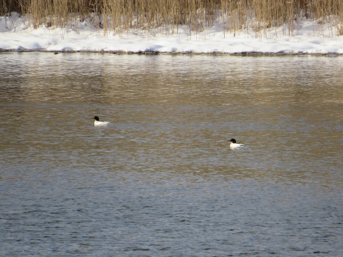 Common Merganser - ML646798750
