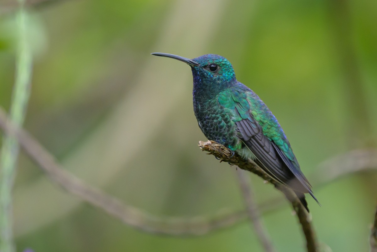 Shining-green Hummingbird - ML646798754