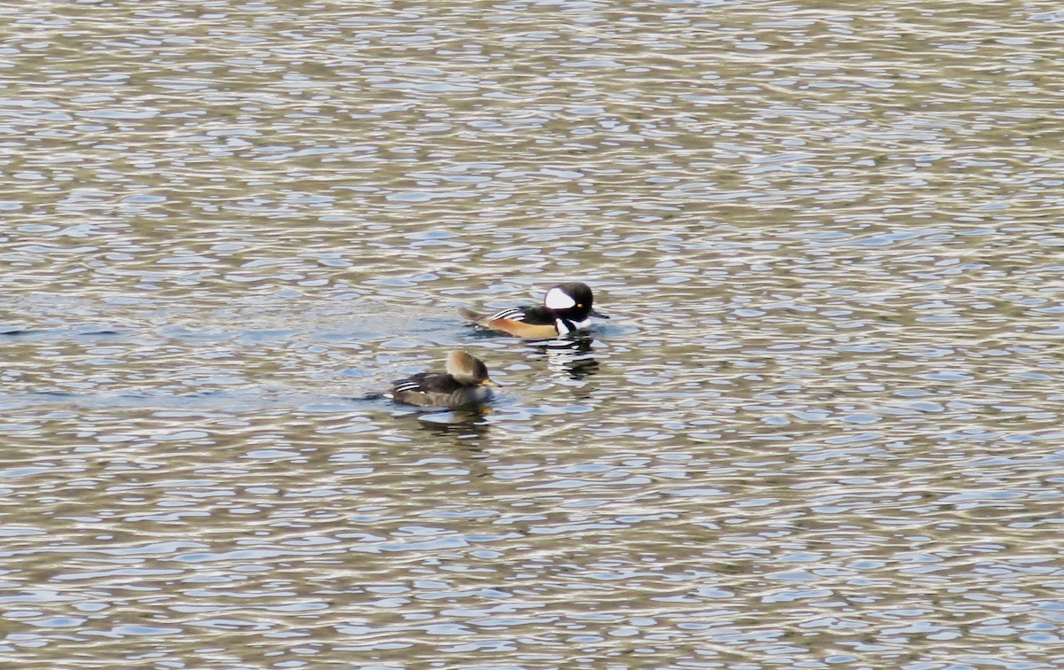 Hooded Merganser - ML646798760