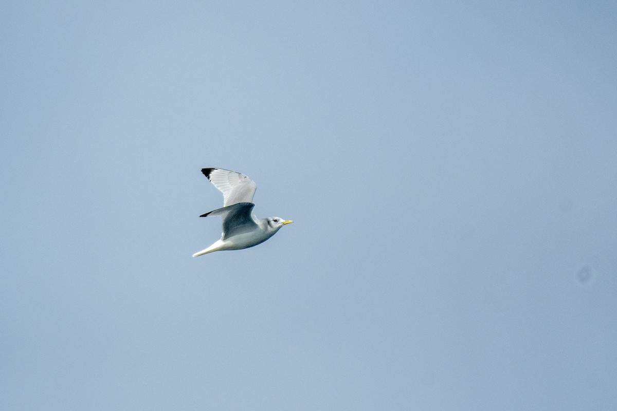 Black-legged Kittiwake - ML646798761