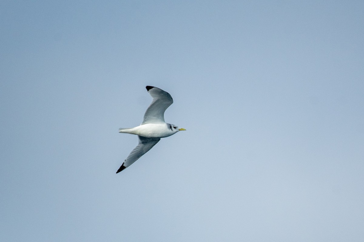 Black-legged Kittiwake - ML646798762