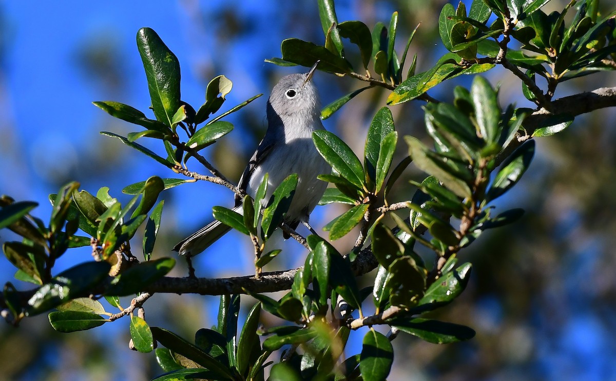 Blue-gray Gnatcatcher - ML646798763