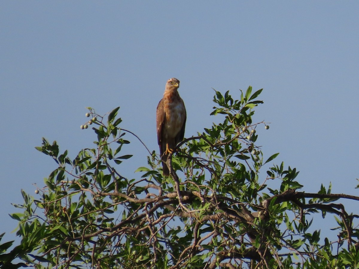Grasshopper Buzzard - ML646798764