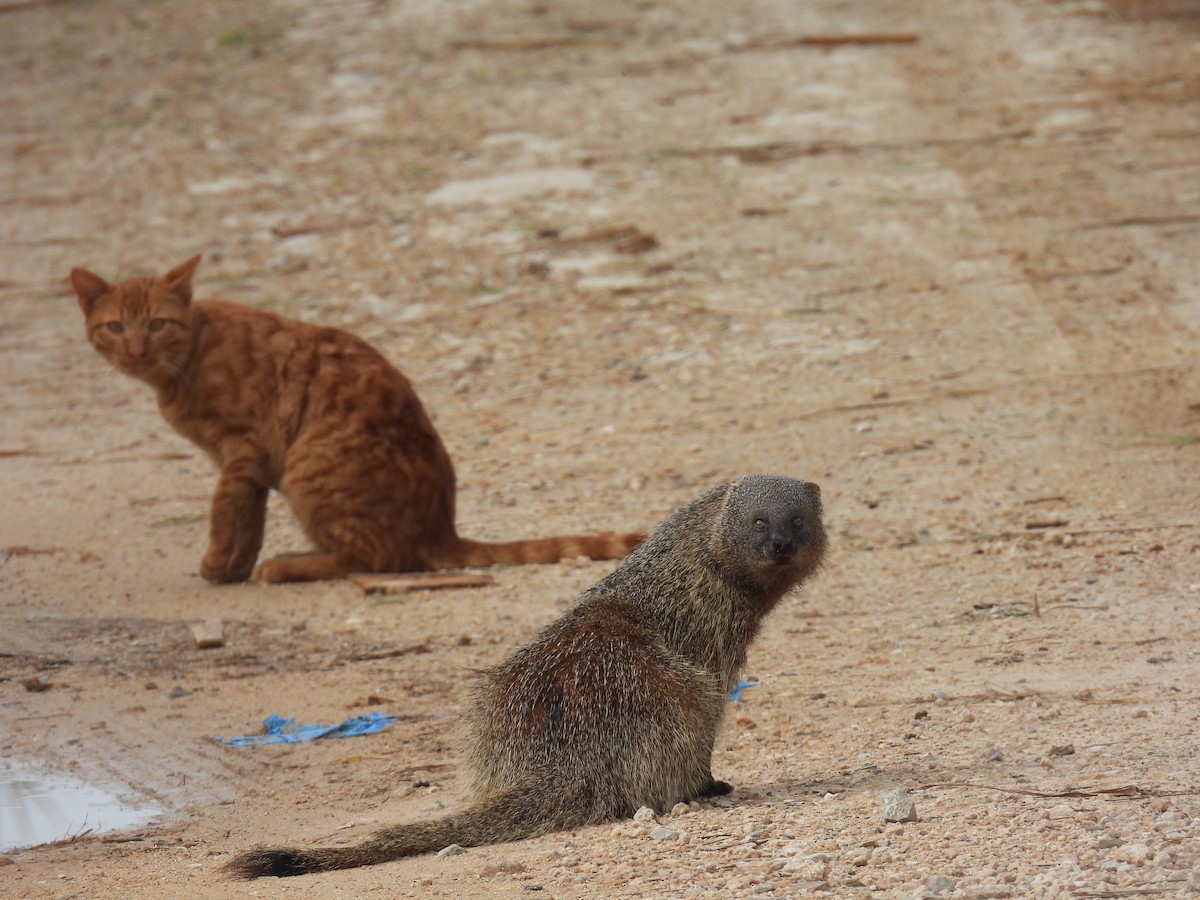 Egyptian Mongoose - ML646798765