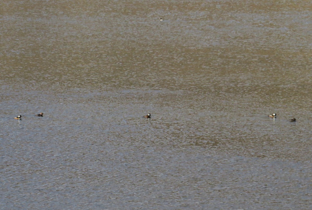 Hooded Merganser - ML646798766