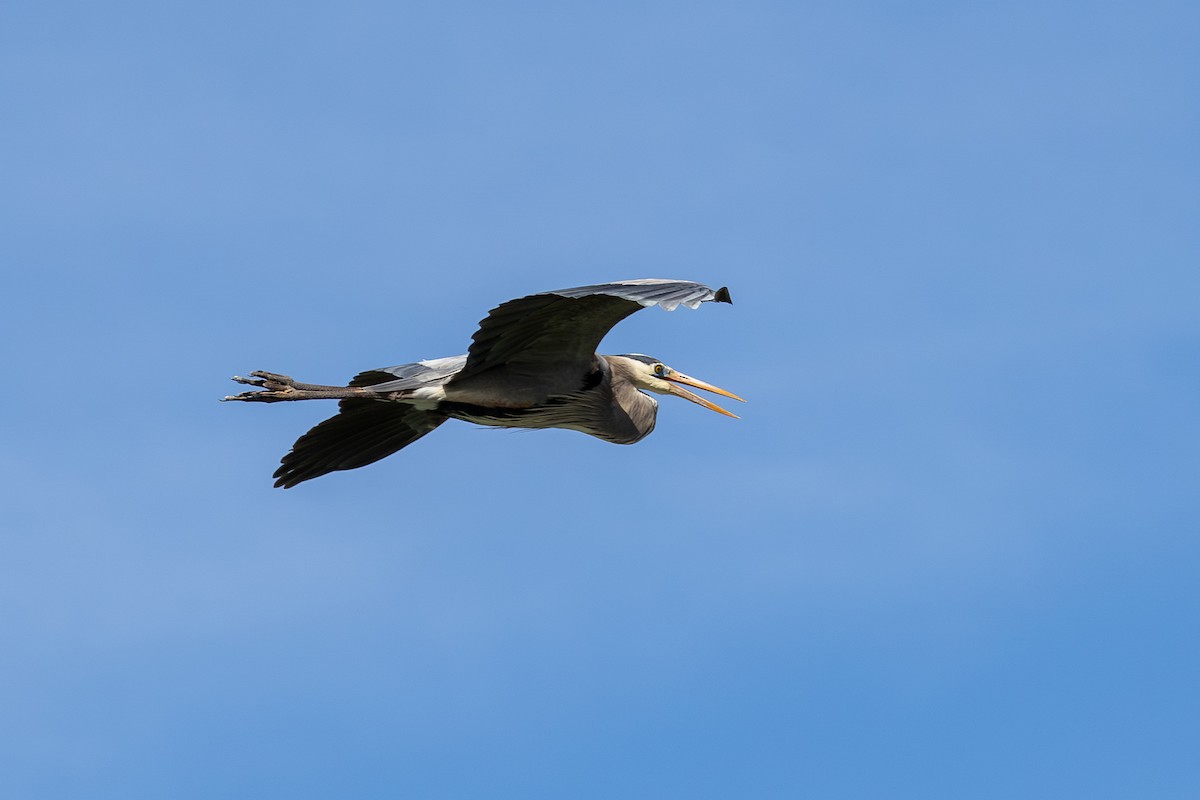 Great Blue Heron - ML646798767