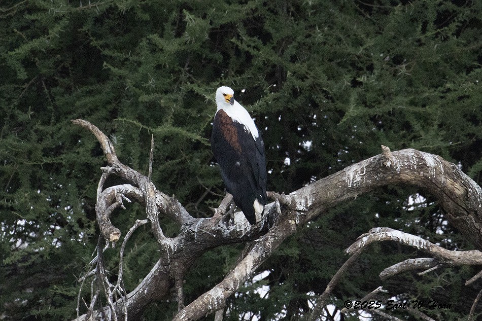 African Fish-Eagle - ML646798768