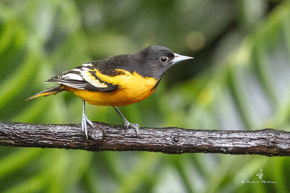 Baltimore Oriole - ML646798769
