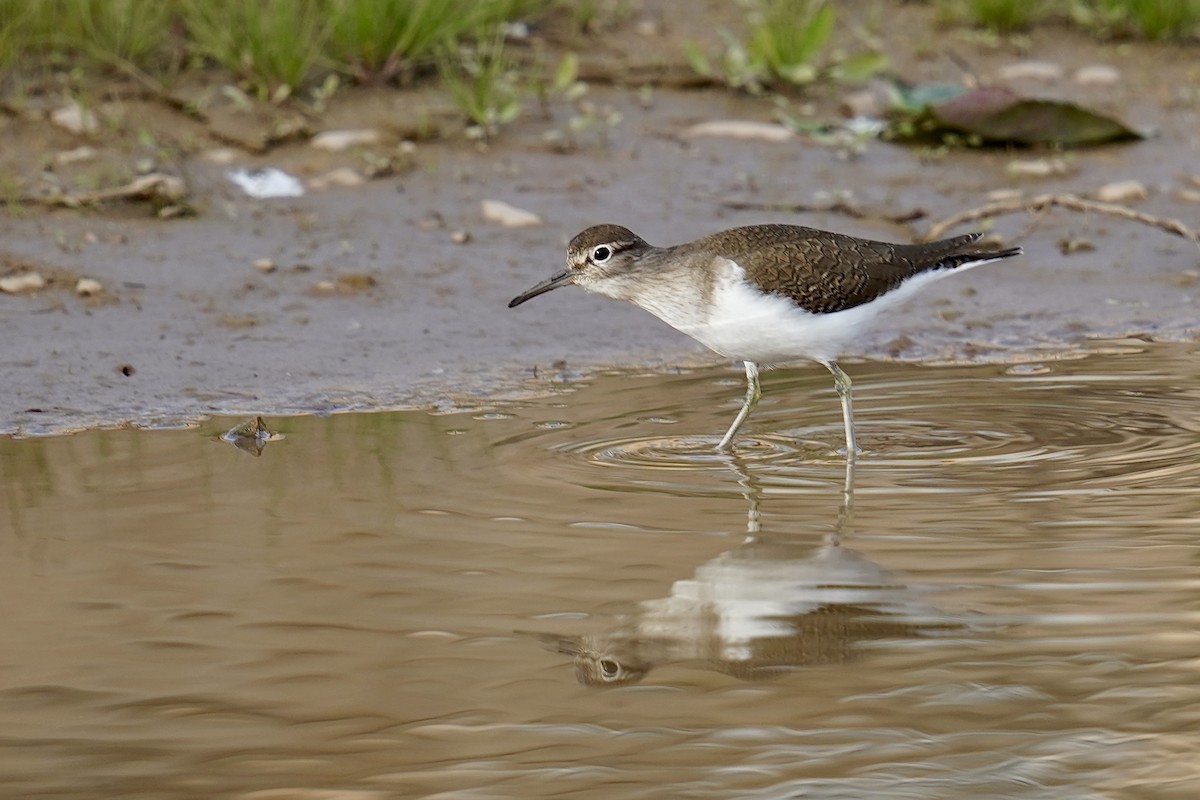 Common Sandpiper - ML646798770