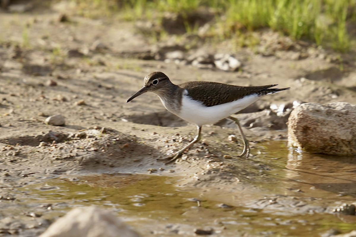 Common Sandpiper - ML646798771