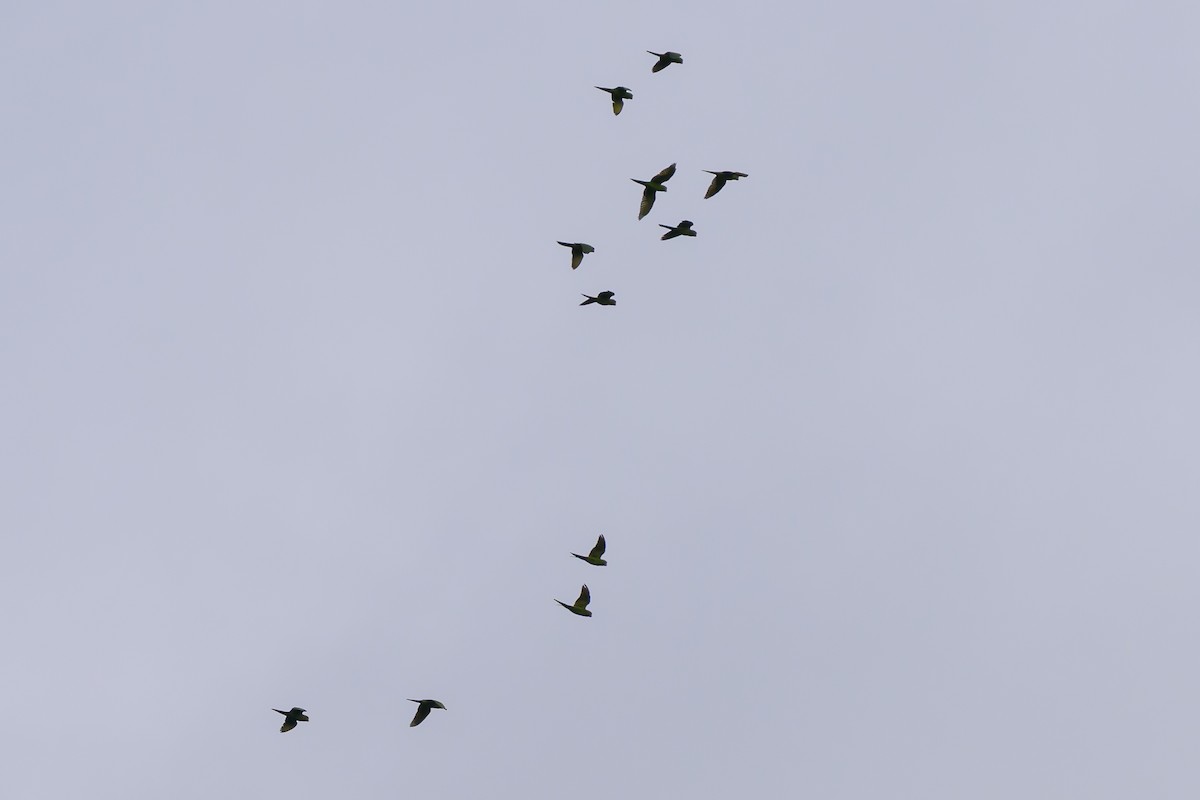 Scarlet-fronted Parakeet - ML646798772