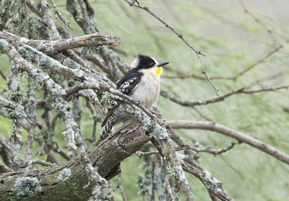 White-fronted Woodpecker - ML646798773