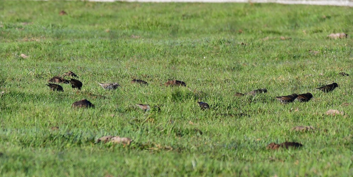 European Starling - ML646798774