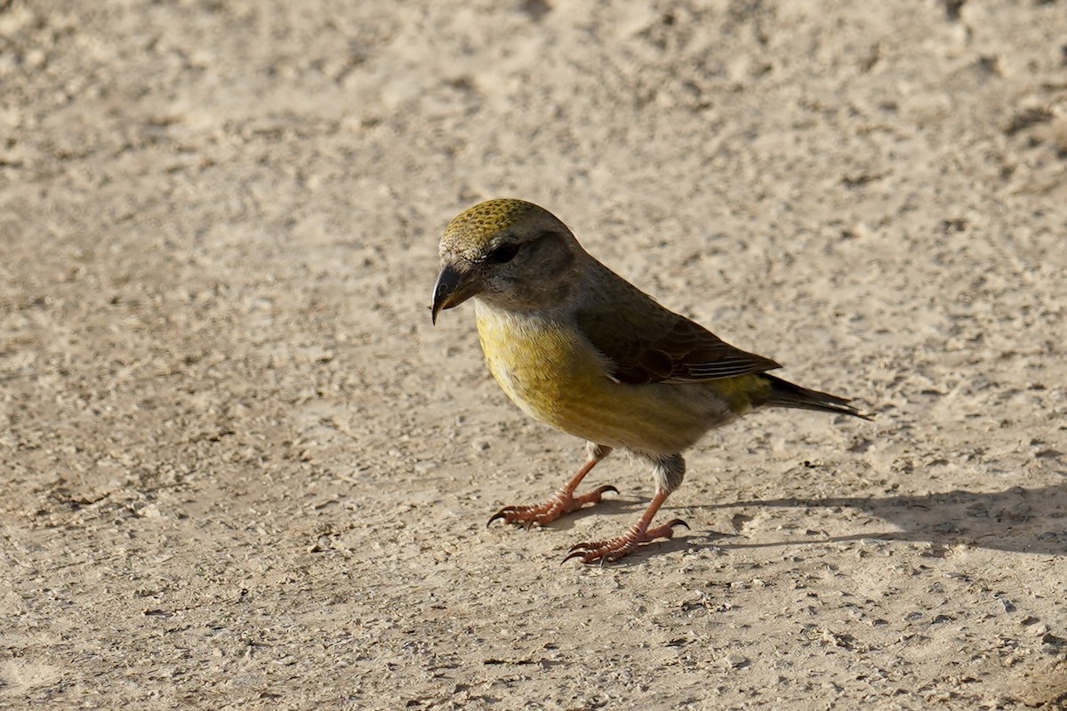 Red Crossbill - ML646798775