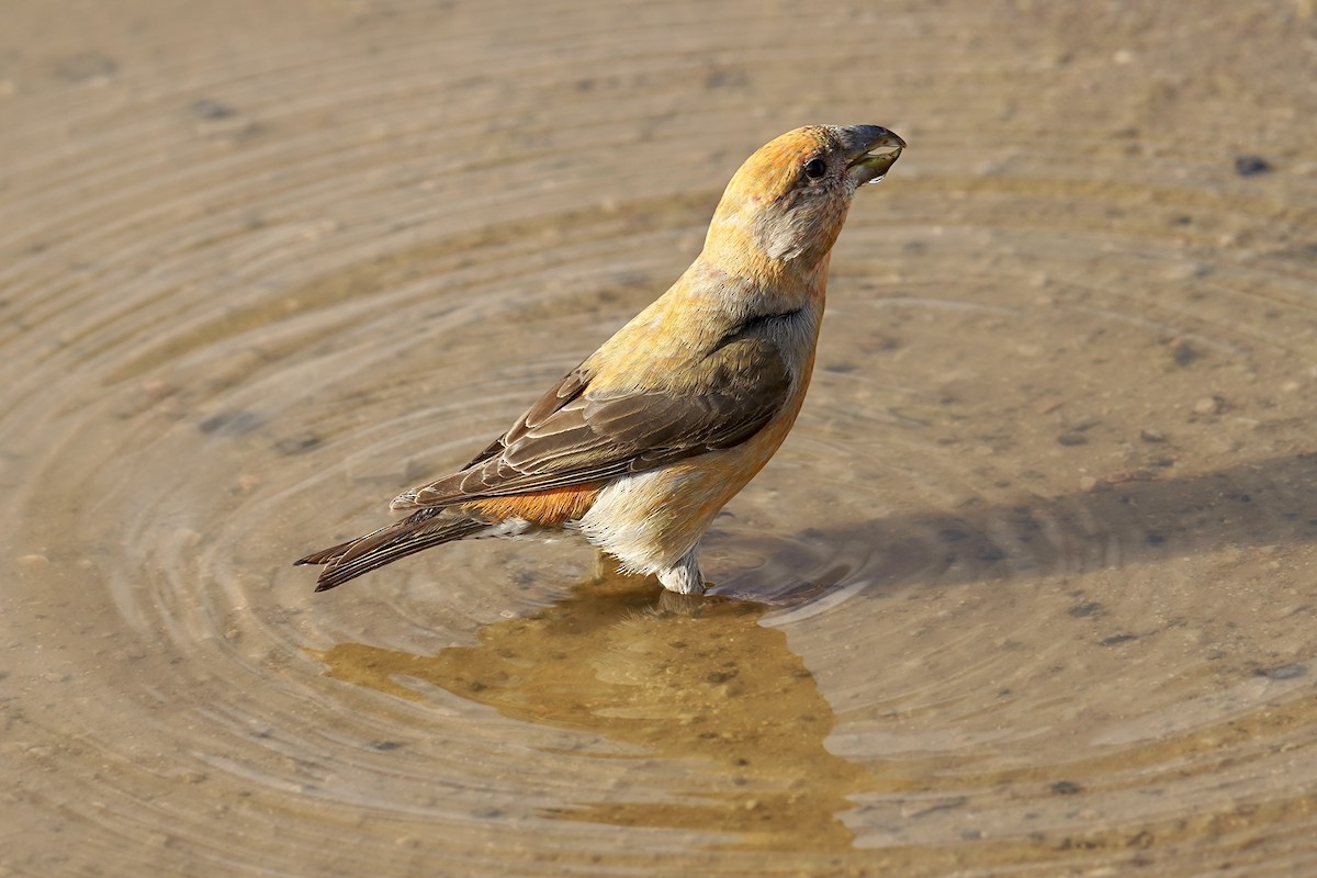 Red Crossbill - ML646798776