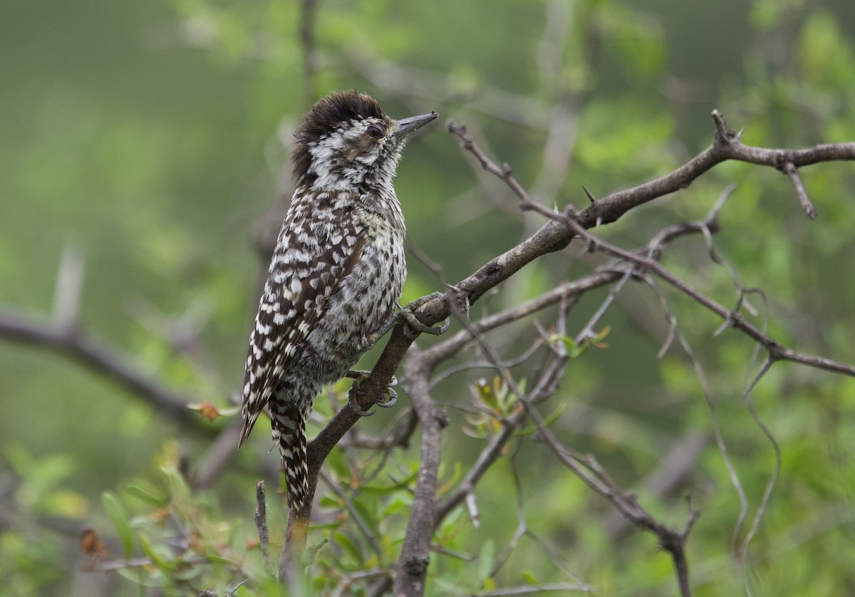Checkered Woodpecker - ML646798777