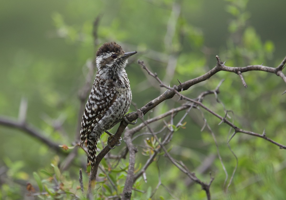 Checkered Woodpecker - ML646798778