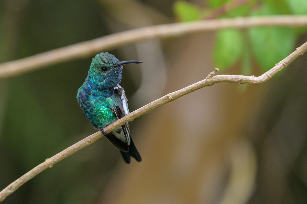 Shining-green Hummingbird - ML646798780