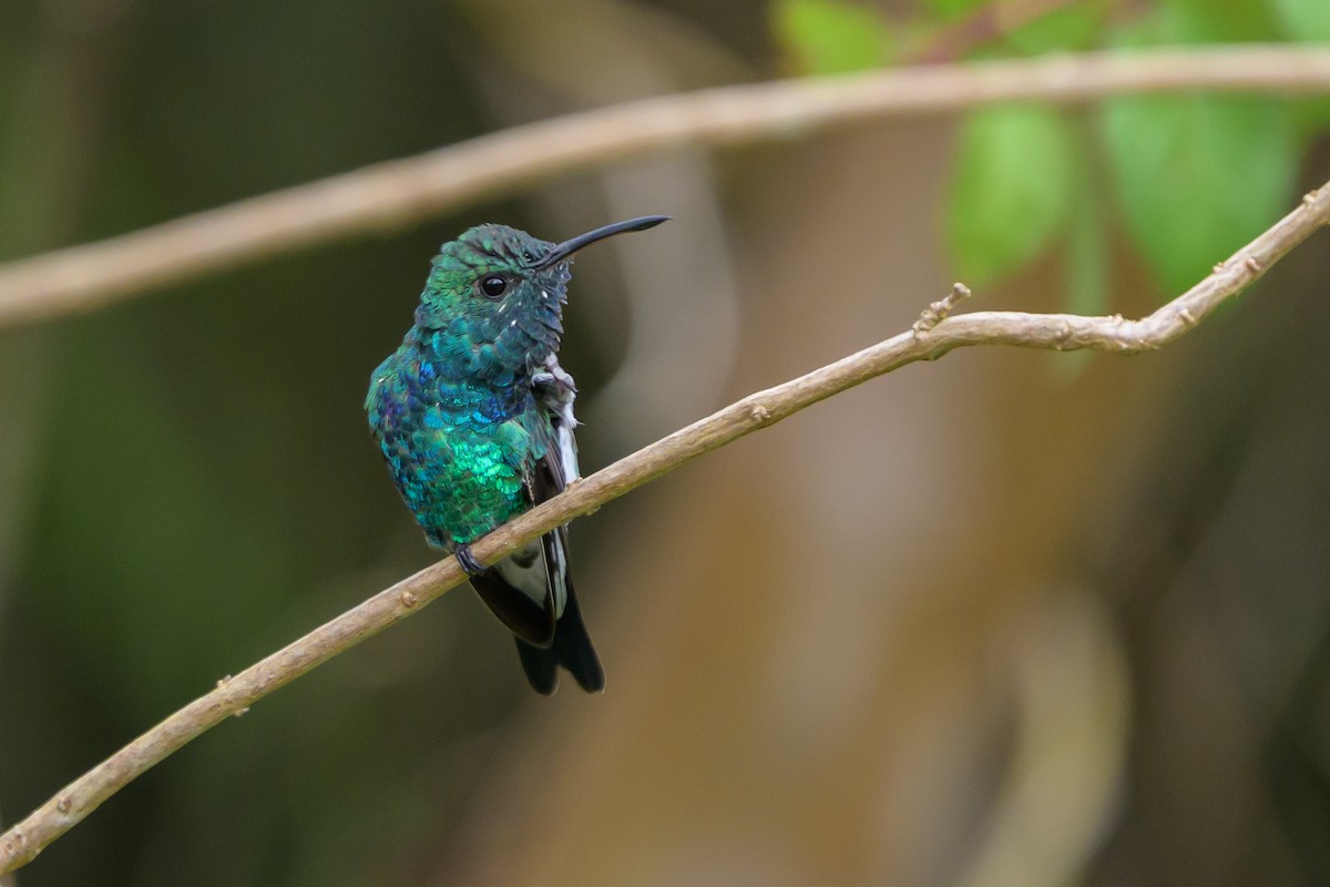 Shining-green Hummingbird - ML646798781
