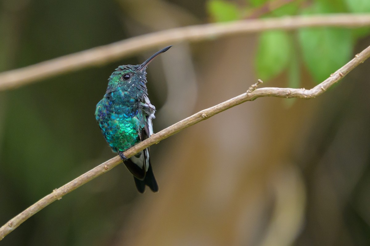 Shining-green Hummingbird - ML646798782