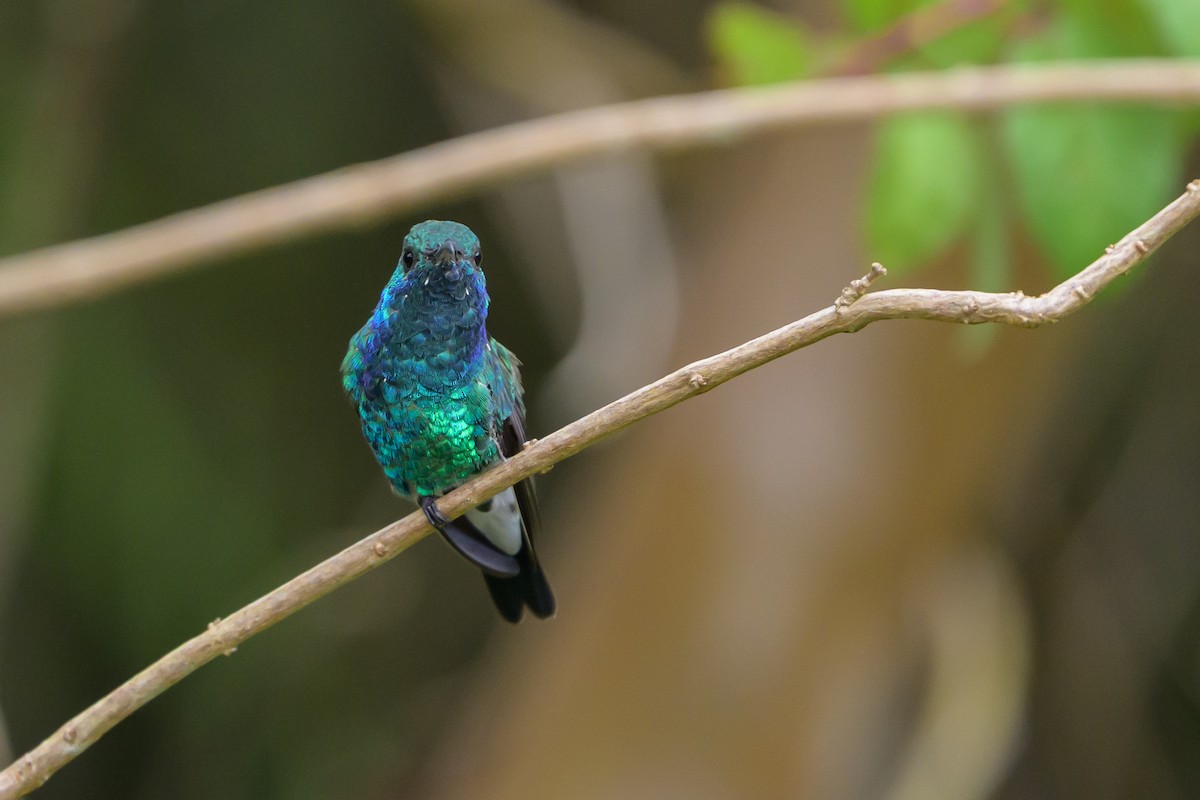 Shining-green Hummingbird - ML646798783