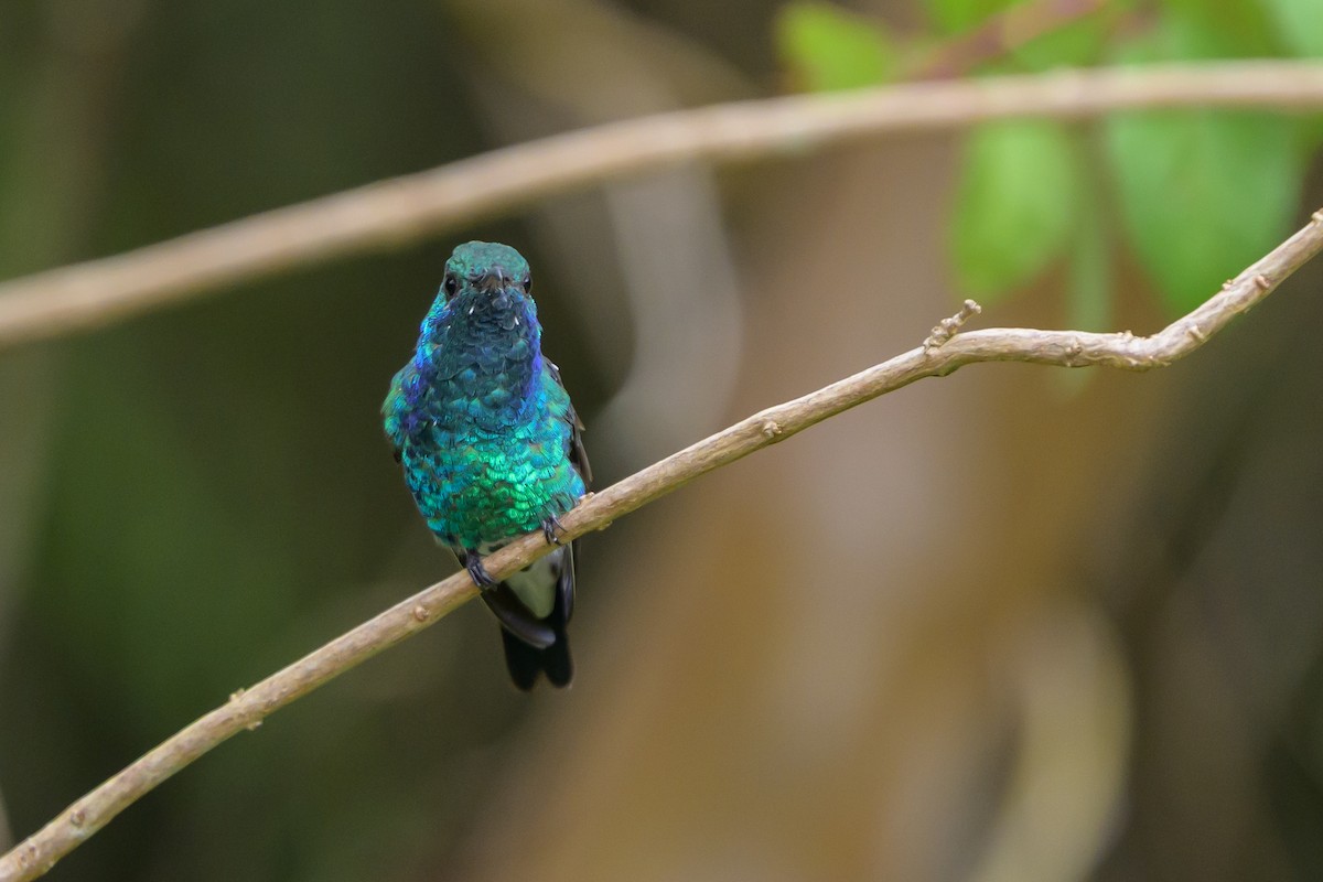 Shining-green Hummingbird - ML646798784