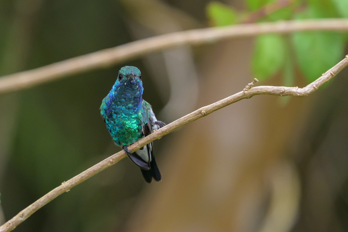 Shining-green Hummingbird - ML646798785
