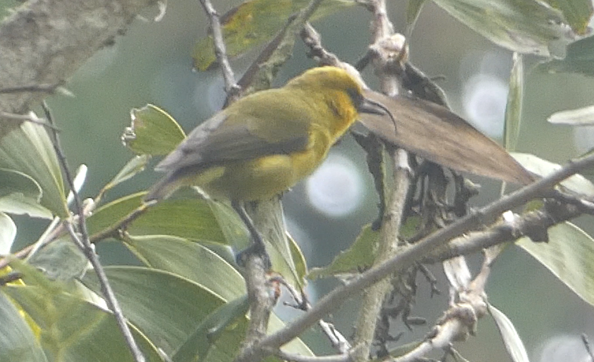 Akiapolaau - ML646798786