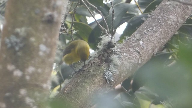 Akiapolaau - ML646798787