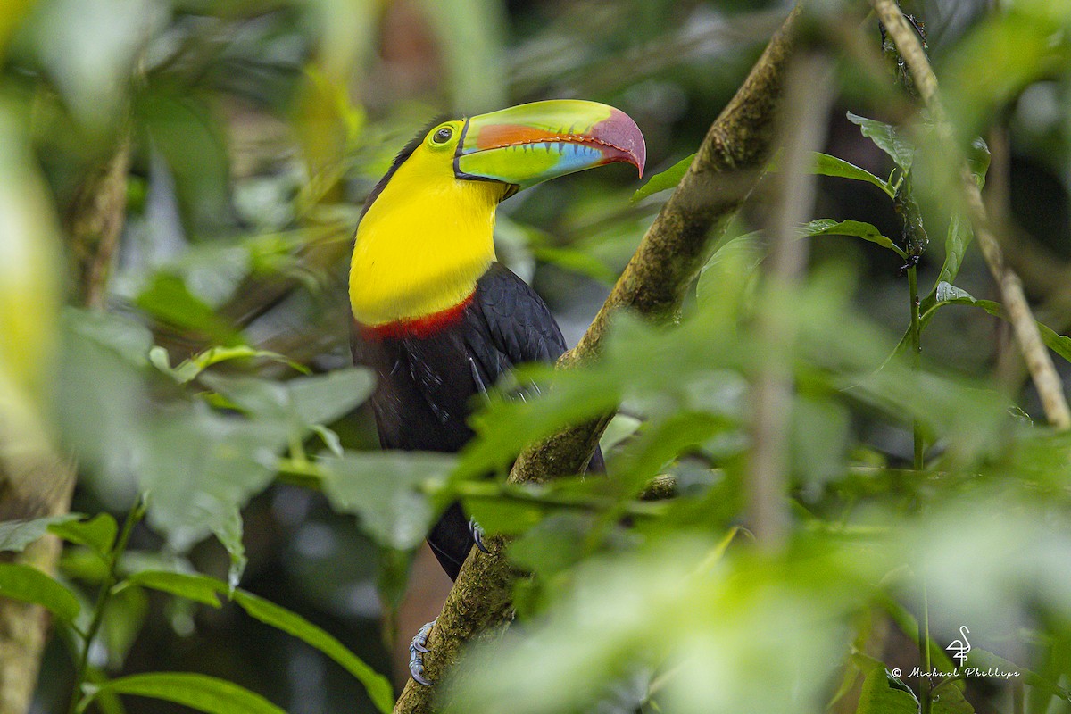 Keel-billed Toucan - ML646798788
