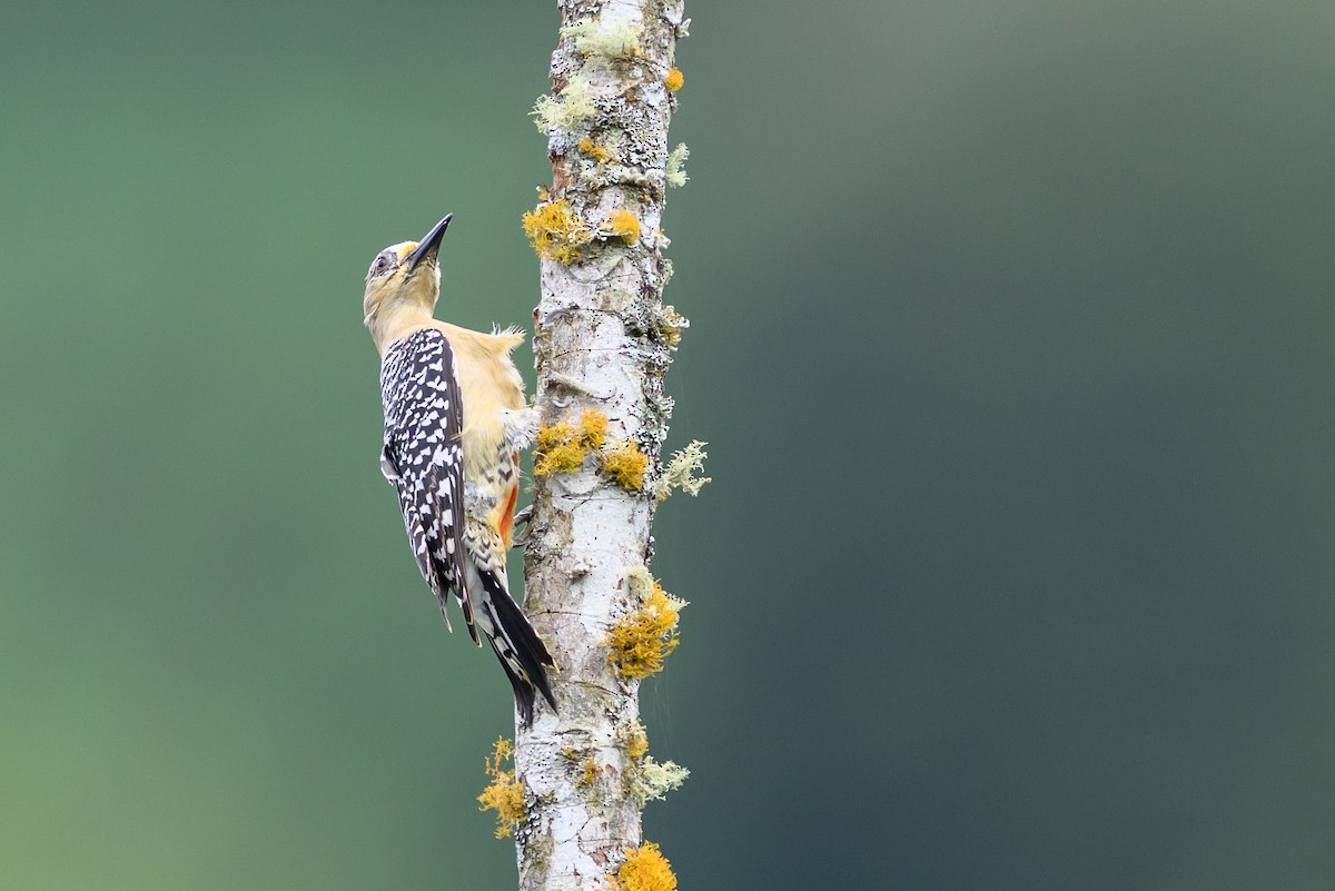 Red-crowned Woodpecker - ML646798789