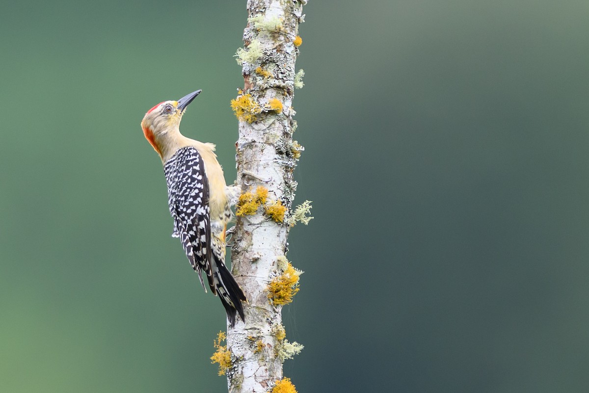 Red-crowned Woodpecker - ML646798790