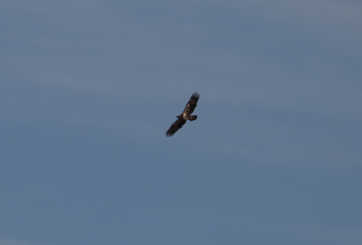 Pygargue à tête blanche - ML646798798