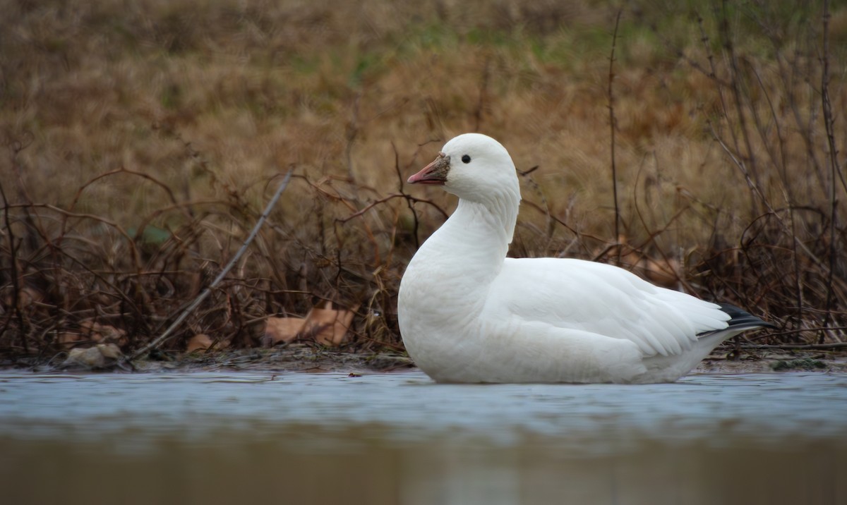 אווז קנדי - ML646798799