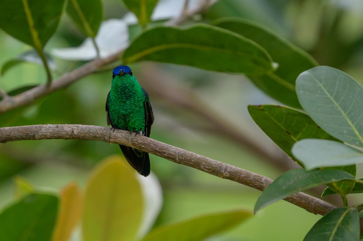 Amazilia Capiazul - ML646798800