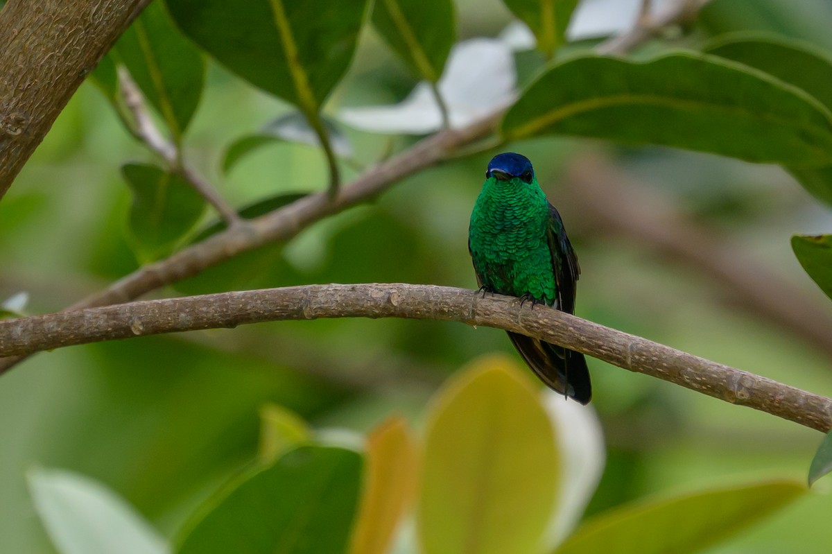 Amazilia Capiazul - ML646798801