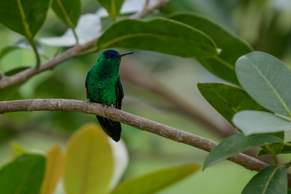 Amazilia Capiazul - ML646798802