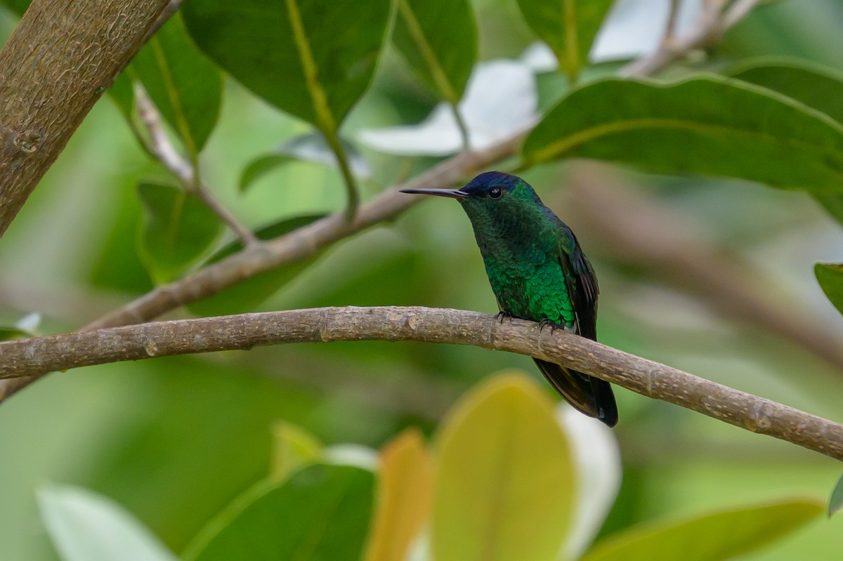 Amazilia Capiazul - ML646798803