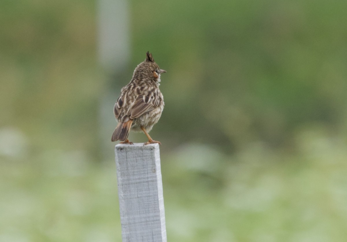 Lark-like Brushrunner - ML646798804