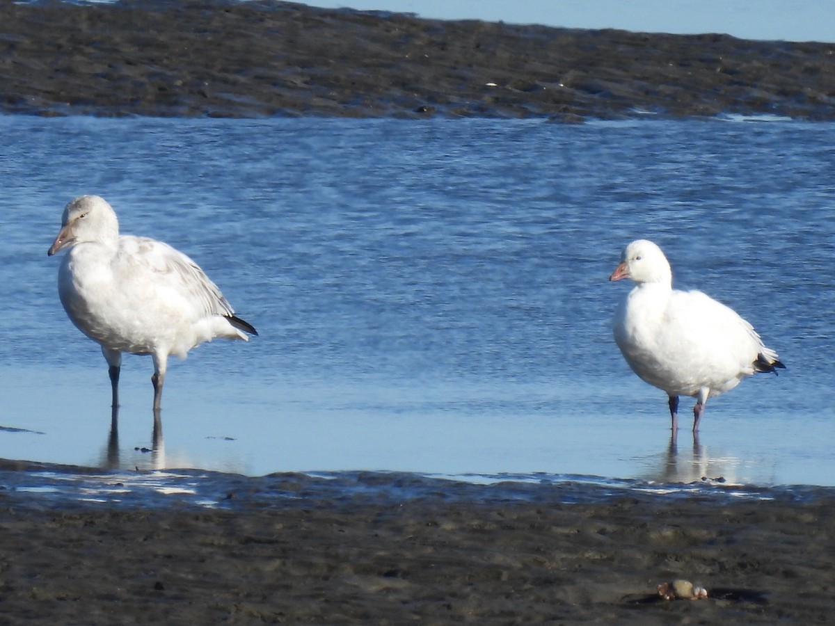 Snow Goose - ML646798805