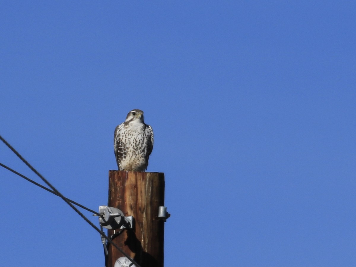 Prairie Falcon - ML646798806