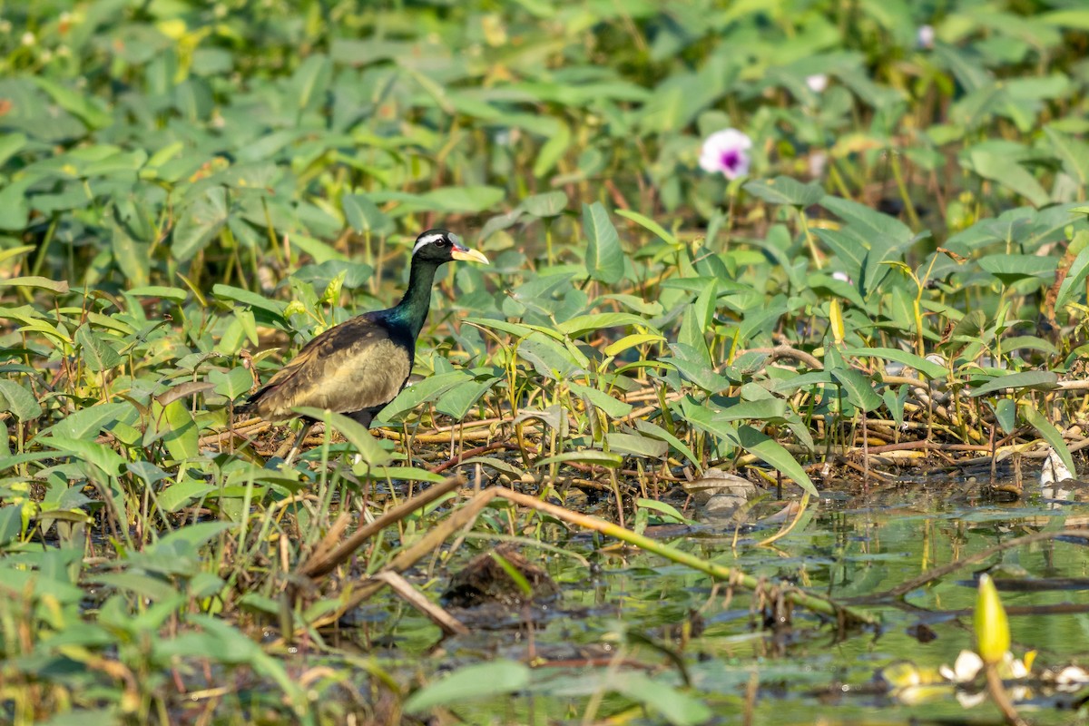 Bronze-winged Jacana - ML646798808