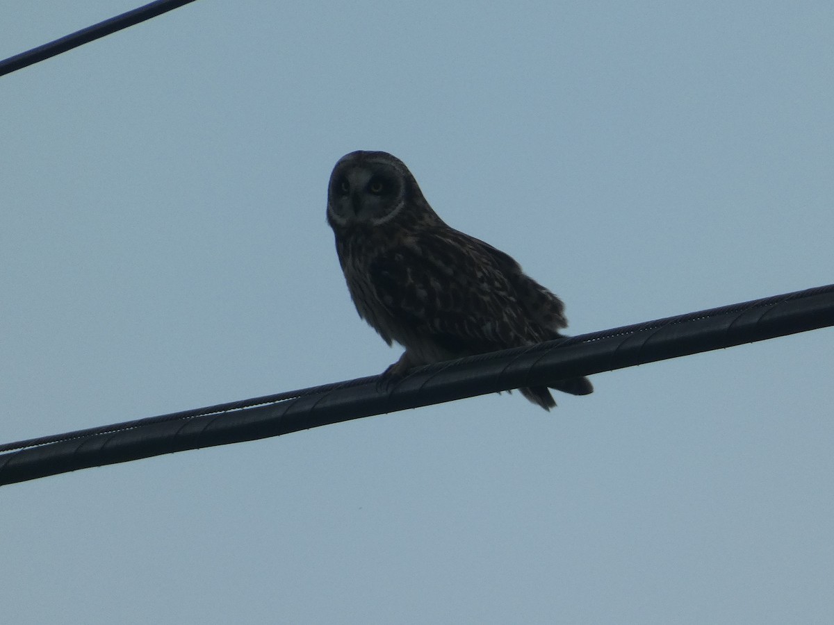 Short-eared Owl (Hawaiian) - ML646798809